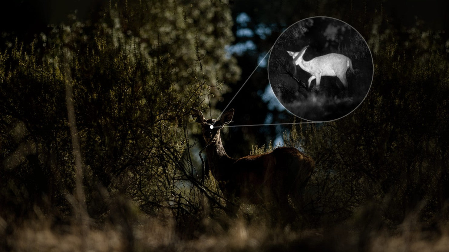 Quick Scan & Search With an Advanced Thermal Detector