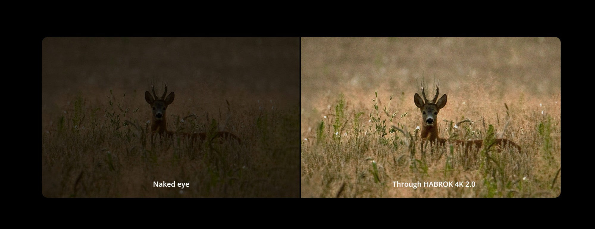 High-Tech 4K Detector Delivers Vivid Images Even at Twilight